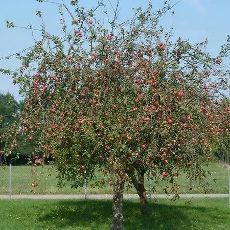 Dom wakacyjny Apfelbaum *